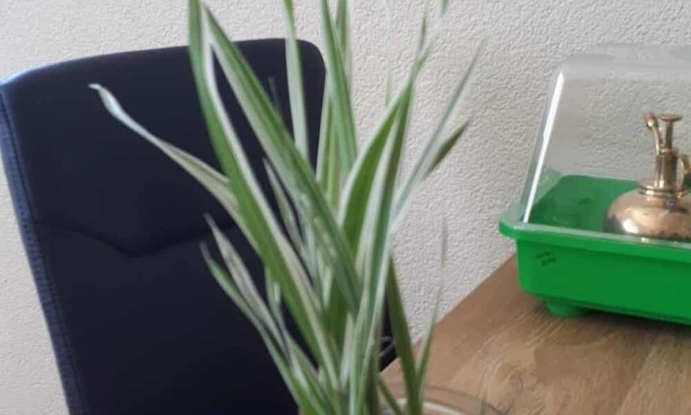 Faszinierend wie viele Pflanzen ohne Erde klarkommen!