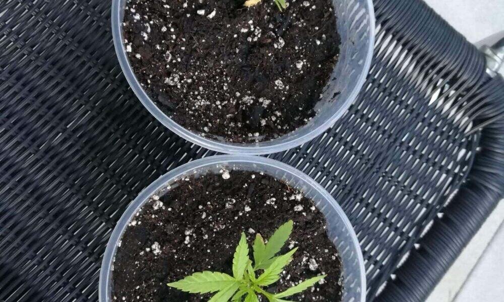 Cannabis Sprösslinge