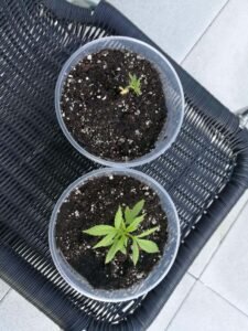 Cannabis Sprösslinge