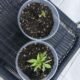 Cannabis Sprösslinge