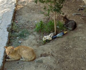 Katzentreff im Blumenbeet direkt vor meinem Haus.