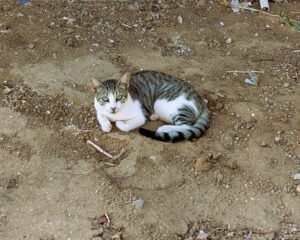 Noch mehr Miau. Erstaunlich gepflegt für Streuner, oder?