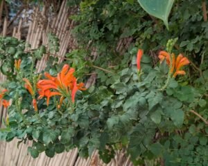 Blumen - wer hätte das gedacht