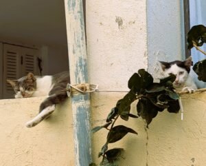 Katzen von Tantana. Sie sind wirklich überall.