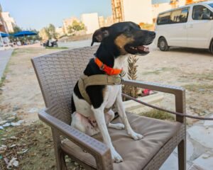 Königin Luna bei der Rast im "El bacha"