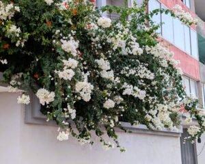 Noch mehr Blumen - davon gibt's erstaunlich viele