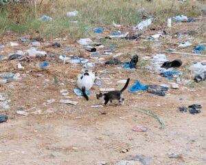 Katze mit Kitties - Katzenbabies! Am liebsten würde ich sie alle mitnehmen.