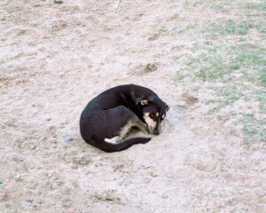 Das Streunerleben ist anstrengend. Tiefschlaf.