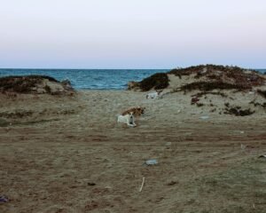 Die tun tatsächlich nix. Alle sehr freundlich.