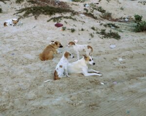 Streunerfamilie - Die kleinen sind vielleicht sweet