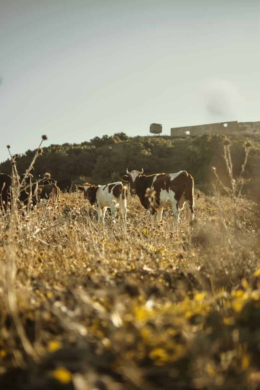 two white and brown cattles outdoor